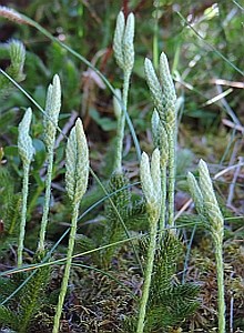 Stag's-horn Clubmoss - Lycopodium clavatum © Teresa Farino